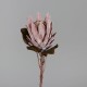 70 Cm Açık Pembe Protea 70 Cm Açık Pembe Protea